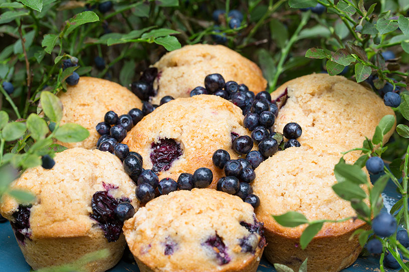 Bosbessenmuffins gedecoreerd met bosbessen en takjes
